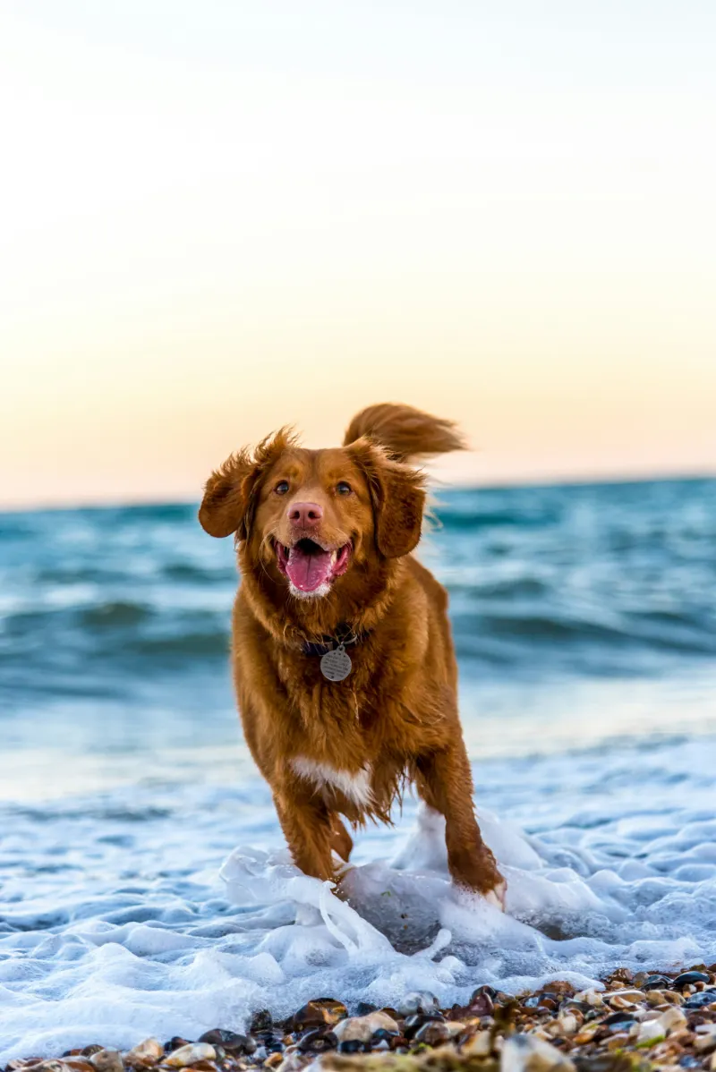 Pet Services